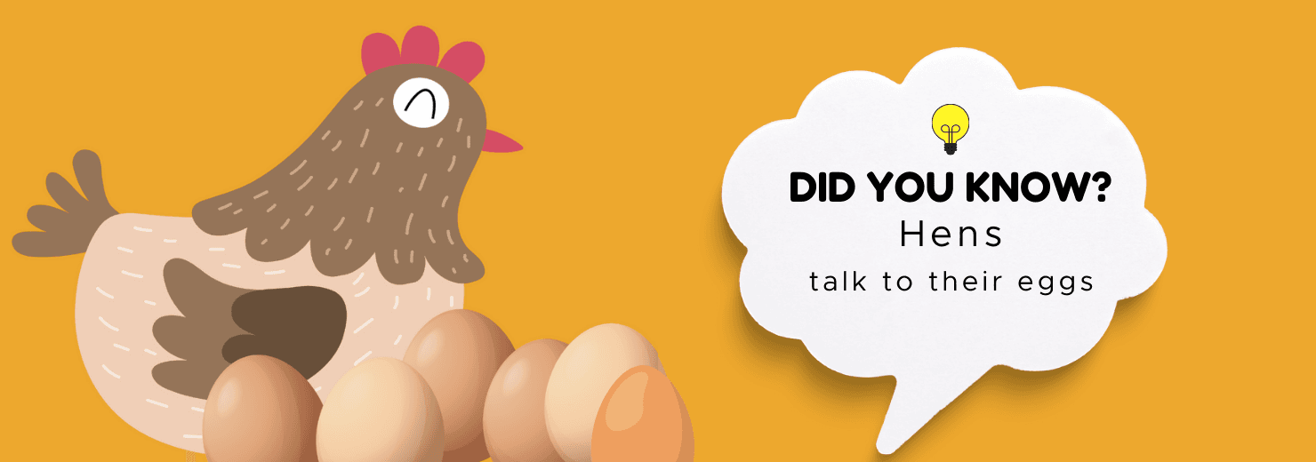 Did you know graphic: hens talk to their eggs, with a cartoon hen sitting beside a row of eggs