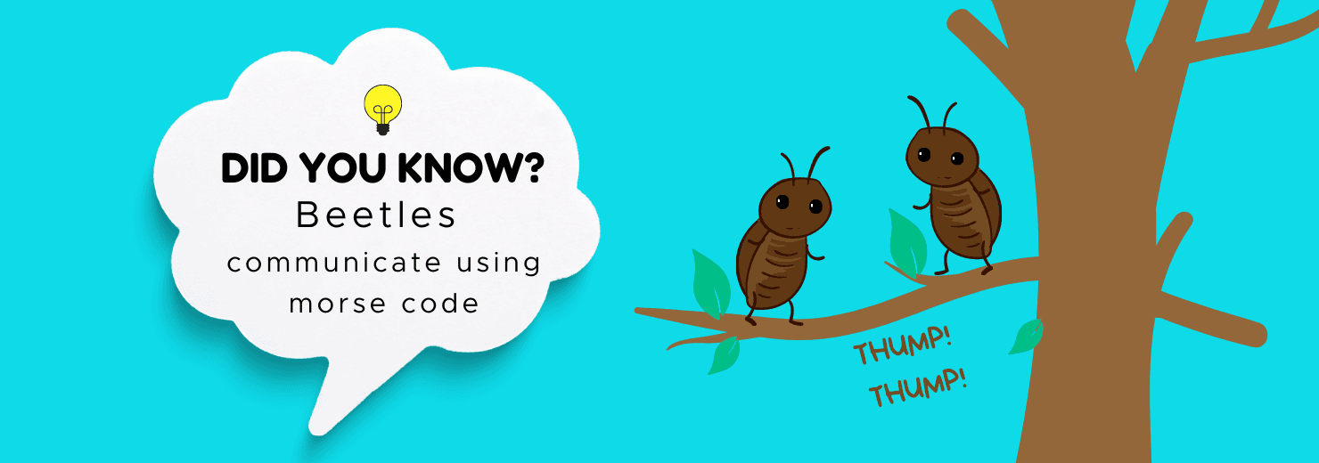Did you know graphic: beetles communicate using morse code, with two cartoon beetles on a branch thumping