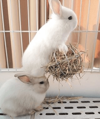 Two small white baby rabbits in a cage, one standing up against a ball of hay while the other sits below it.